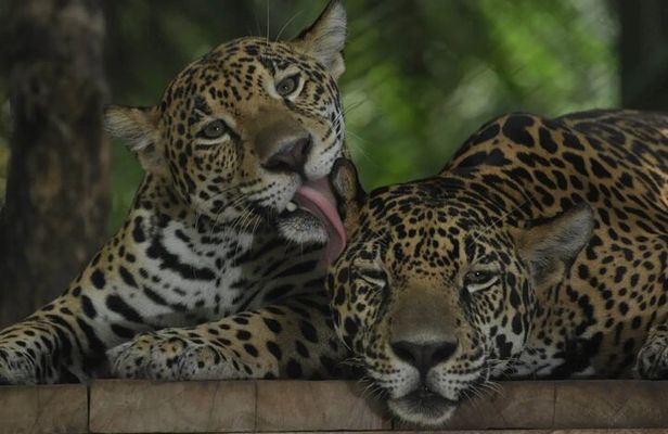 Private Wildlife and Sightseeing Tour to Natuwa Rescue Center