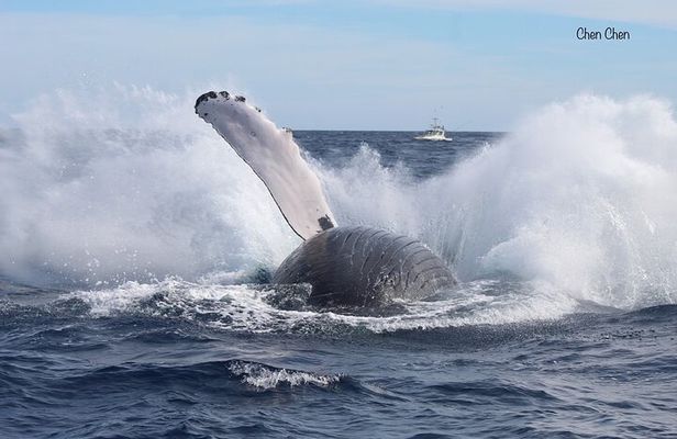 Whale Watching with Hydrophone in Cabo San Lucas