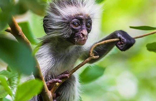 Jozani Forest; Kuza Cave; Paje Beach; The Rock; Salaam Cave Tour