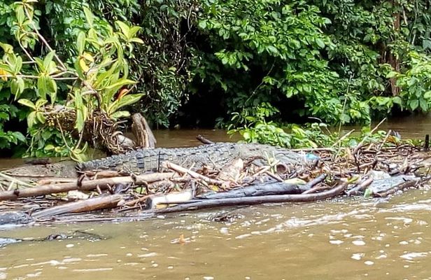 Multi-day all inclusive at Tortuguero with a tour at National Park from San Jose