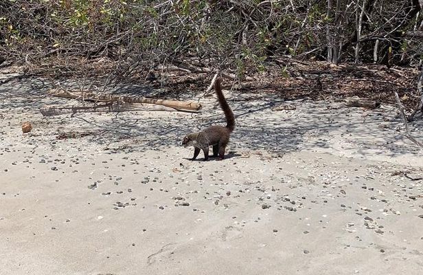 Full day Hiking Manuel Antonio and watching wild life at nature from San Jose