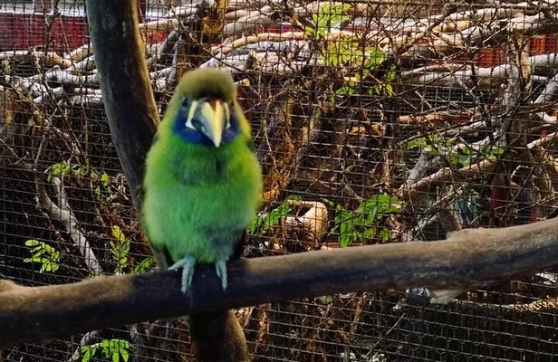 Tour to the Curricancha Reserve in Monteverde, a paradise for birdwatchers from San José