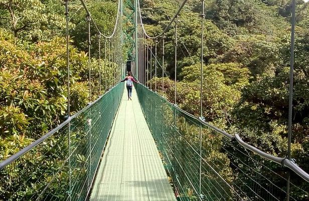 Full day to Monteverde from San Jose with Canopy and Reptil Amphibians watching