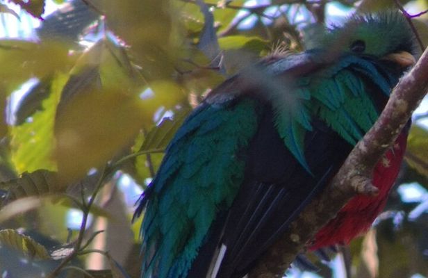 Bird watching in San Gerardo de Dota from San Jose/Alajuela