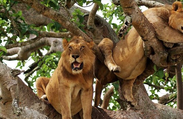 3-Day Safari in Queen Elizabeth National Park Uganda from Kampala