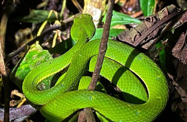 Night hike wildlife observation in Santa Elena Monteverde