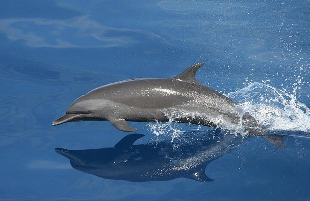 Sunset Dolphin Watching Boat Tour from Vrsar