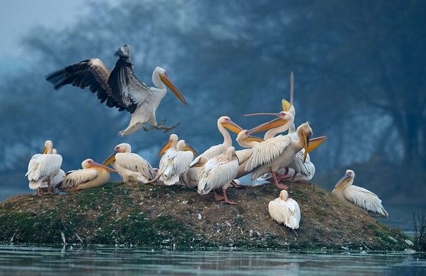 Keoladeo Birds Park Tour From Agra To Jaipur Including Entry