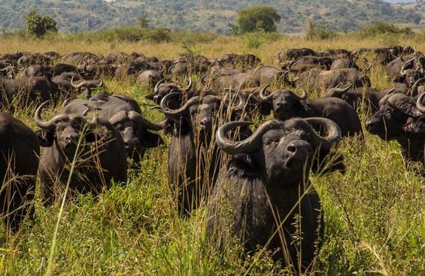 5-Day Sipi Falls and Kidepo Wildlife Tour