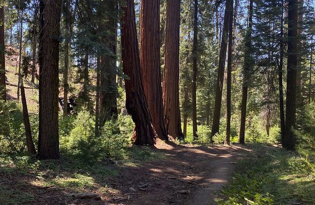 Day Tour to Kings Canyon National Park