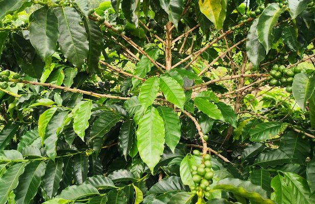Coffee and Chocolate Walking and Sightseeing Tour at Monteverde Santa Elena