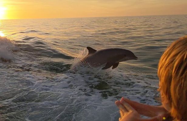 2 Hour Private Dolphin and Sightseeing Tour Shell Island