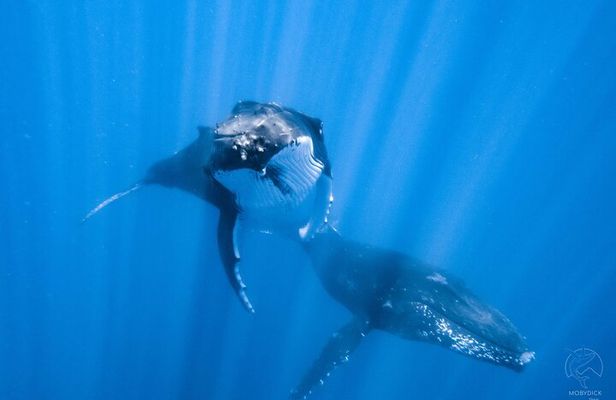 Swim with whales, on the preserved and quiet coast of Paea and Papara (27km from PPT)