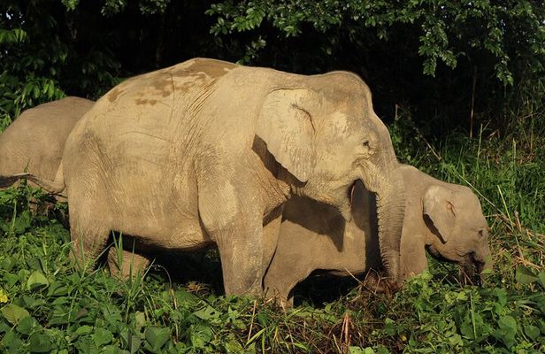 Deramakot Forest Safari Tour 3D2N