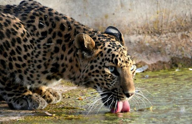 Leopard Wildlife Safari at Amagarh Park Including Transfers