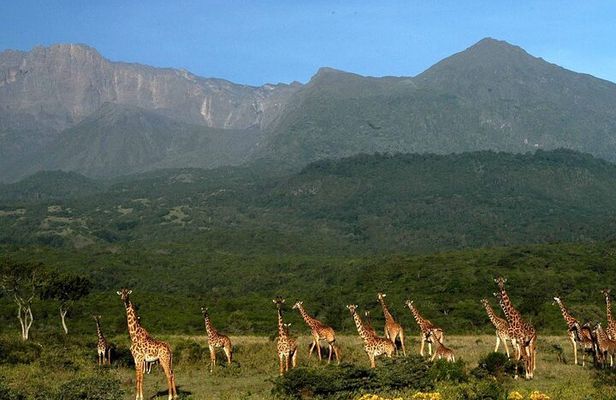 Walking safari & game drive Day trip in Arusha National park