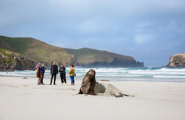 Peninsula Encounters + Wildlife Cruise