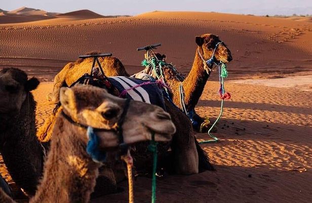 Zagoura Desert 2 Days 1 Night include B&B, Lunch ,transport ,Tent ,Camel Ride