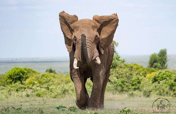 3 days safari in North- Ngorongoro, Tarangire, Mt. Oldeani