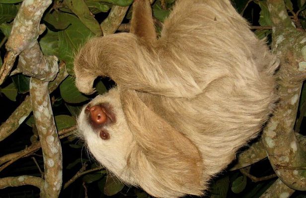 Arenal rain forest night tour