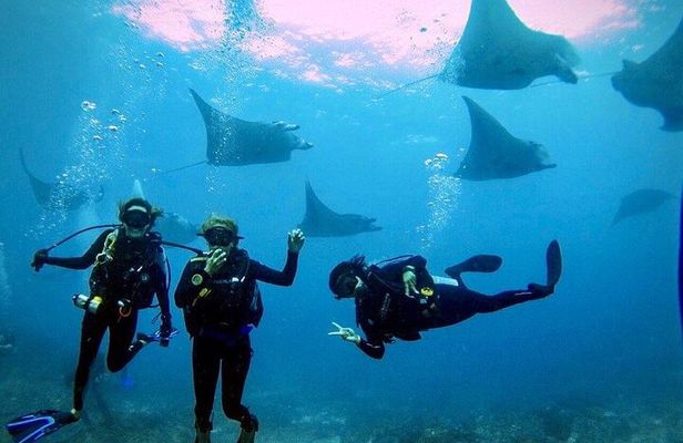 3 Epic Dives in Nusa Penida - Certified Divers' Day Trip