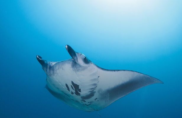 Day Trip snorkeling Nusa Penida - Manta 3 sites (from south bali)