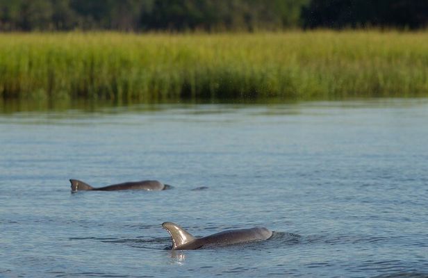 90 minute Hilton Head Sunset Dolphin Cruise