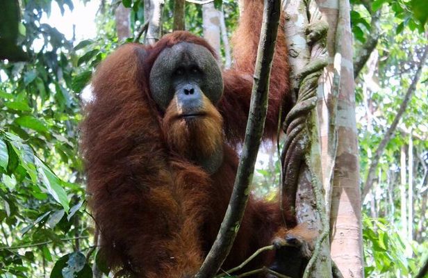 2 Days 1 Night in THE JUNGLE Mount Leuser ( See ORANGUTAN) 