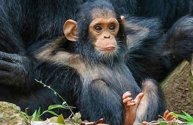 1 Day Ngamba Island chimpanzee tour
