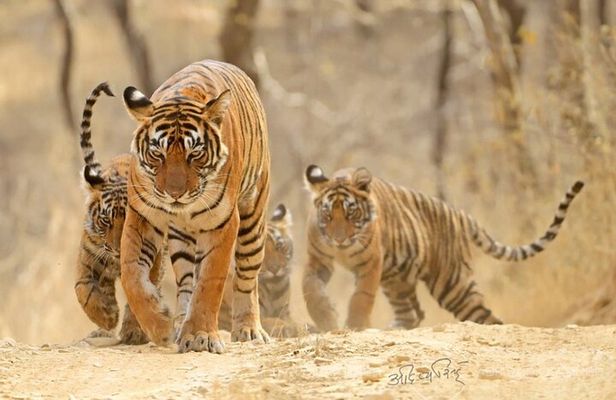 4 Days: Jaipur, Ranthambore Tigers & Taj Mahal Tour From Jaipur With Delhi Drop