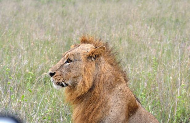 Safari In Nairobi Kenya National Park Half day Tour