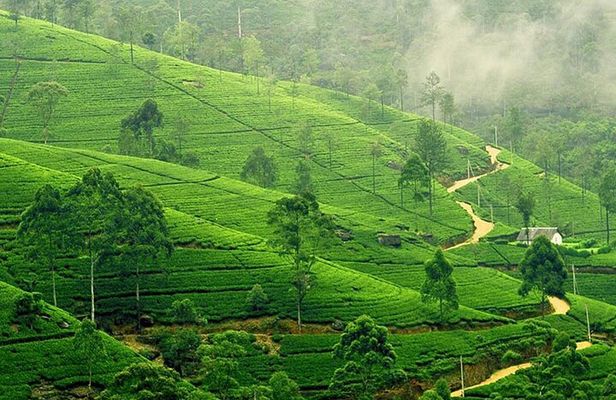 9 Days Private Vehicle & Driver Explore SriLanka By Your Own Plan