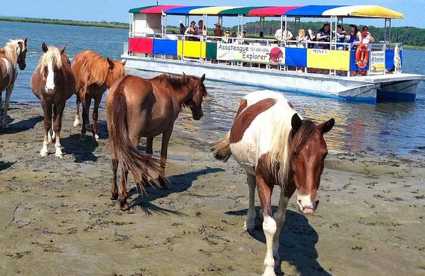 Wild Pony Watching Boat Tour from Chincoteague to Assateague