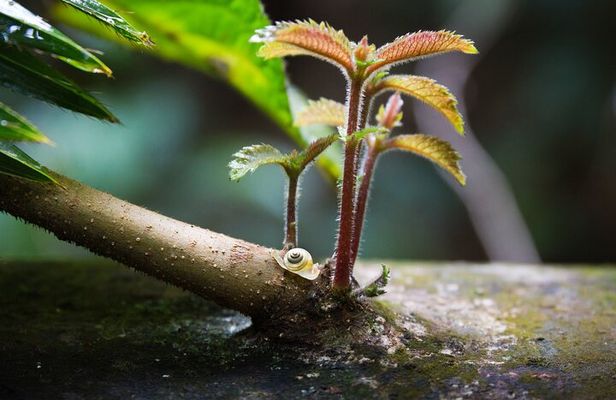 Amazing Daintree Rainforest Tour Waterfall Hike, Lunch, Swim & Crocodile Cruise