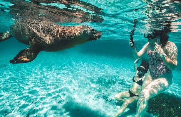 3 Island Wildlife Snorkel