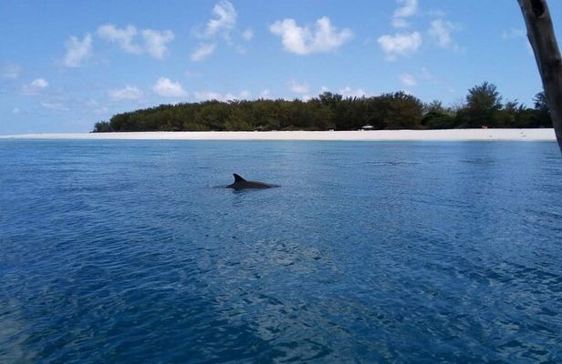 5-Hour Snorkeling, Swimming with Dolphins and Sea Turtles Aquarium