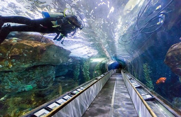 Aquarium of the Bay VIP Experience