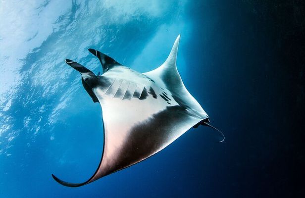 2 Days/1N Trip - Snorkeling with Manta Rays in Lembongan/Penida (all included)