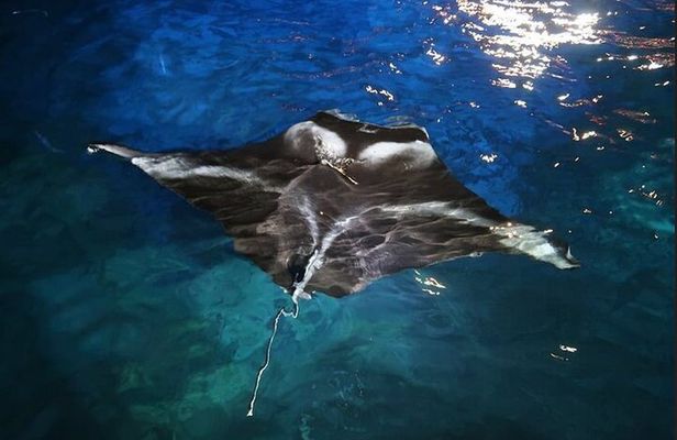 Manta Ray Night Snorkel Experience of a Lifetime
