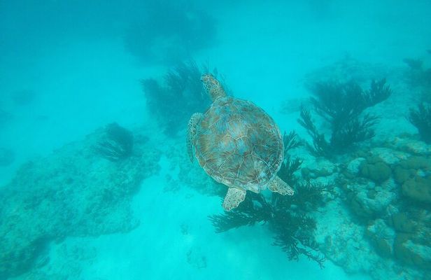 Private snorkel with 2 stops in Aruba - Eco-friendly!