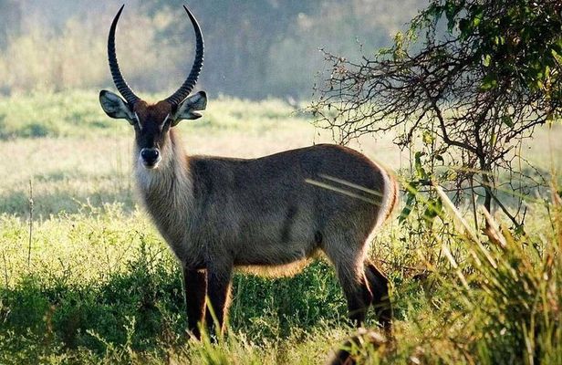 4 Days on Mt. Meru and Arusha National Park