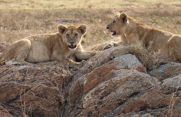 4-Day Private Guided Tanzania Safari Tarangire, Serengeti, Manyara