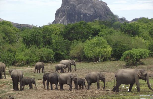 Special Elephants Safari from hambantota Port