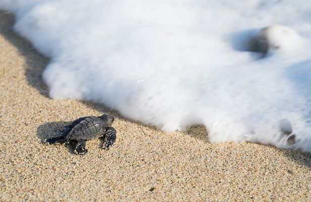 Turtle Release Escobilla Sanctuary and crocs in Ventanilla.