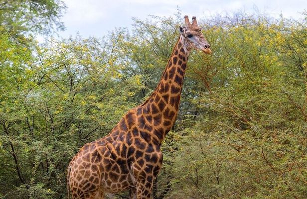 Safari in Bandia Reserve, and Visit the lion in Bandia Ranch