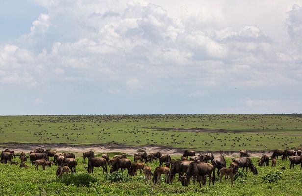 6 Days Kenya Tanzania Combined mid - range Safari
