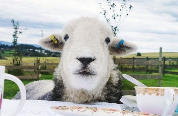 Tea with Naughty Sheep