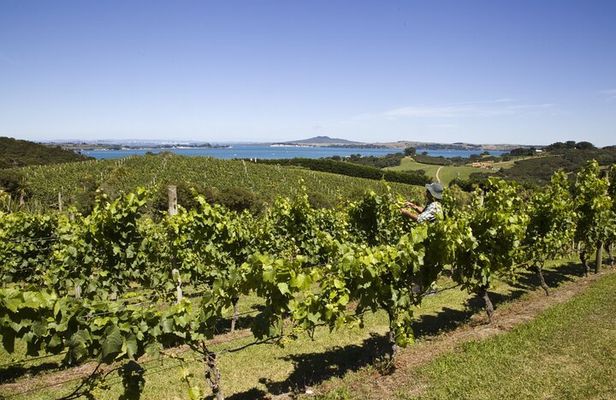 Full Day Private Waiheke Island Wine Tour Including Lunch
