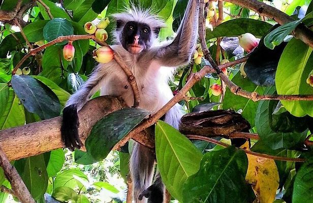 Jozani Forest; Kuza Cave; Paje Beach; The Rock; Salaam Cave Tour