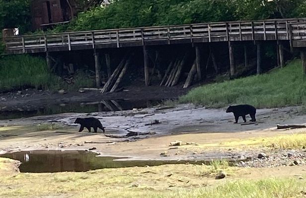 “OVER THE TOP TOURS” city highlights, wildlife and more!